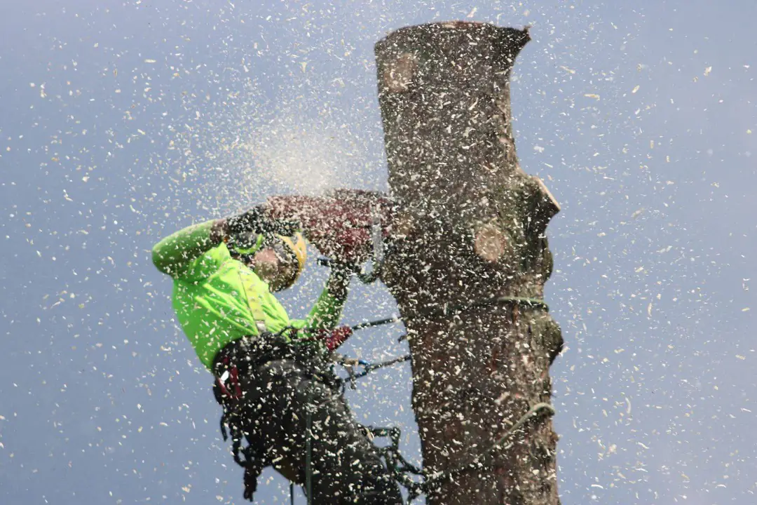 An arborist making a felling cut into a trunk with a chainsaw