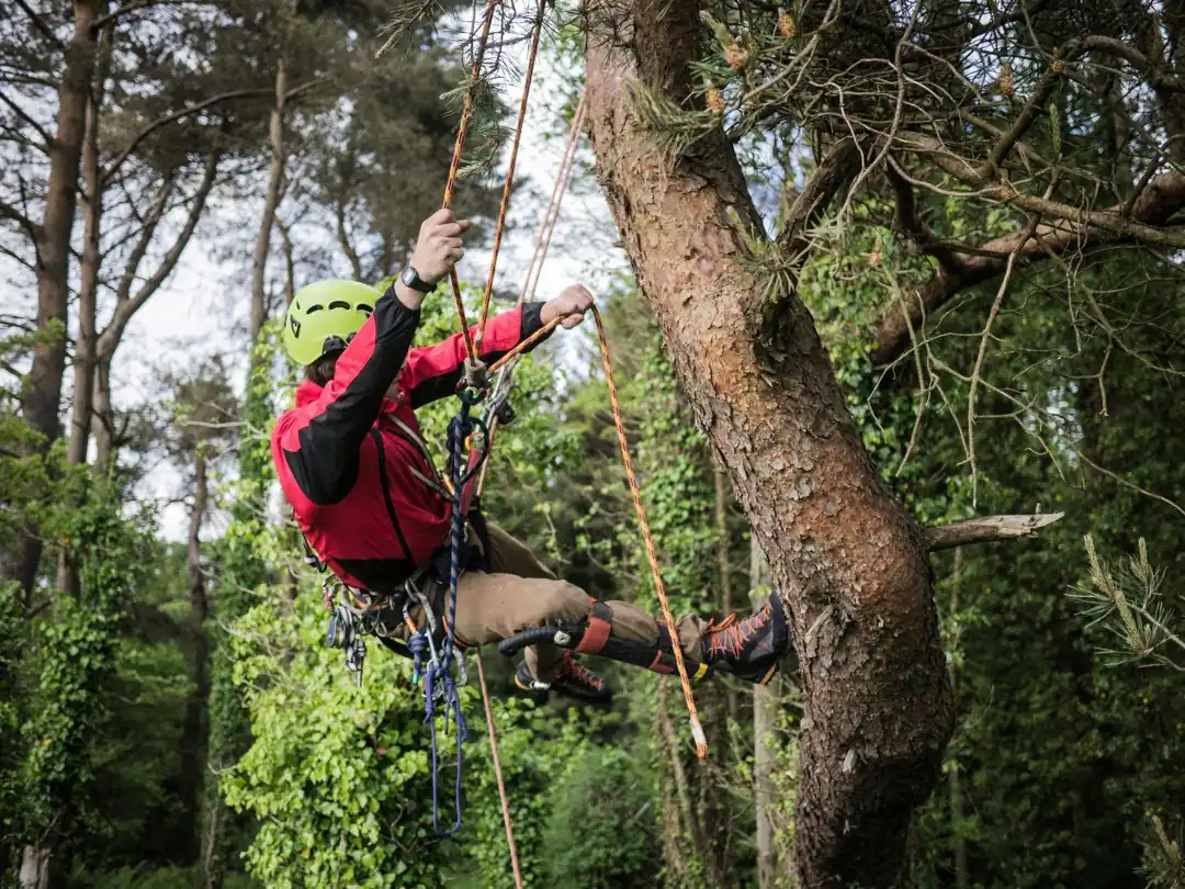 An arborist high in a tree working on a limb