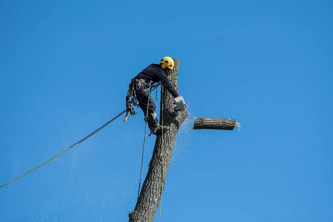 A climber roped into the spar, sectioning the trunk down from the top