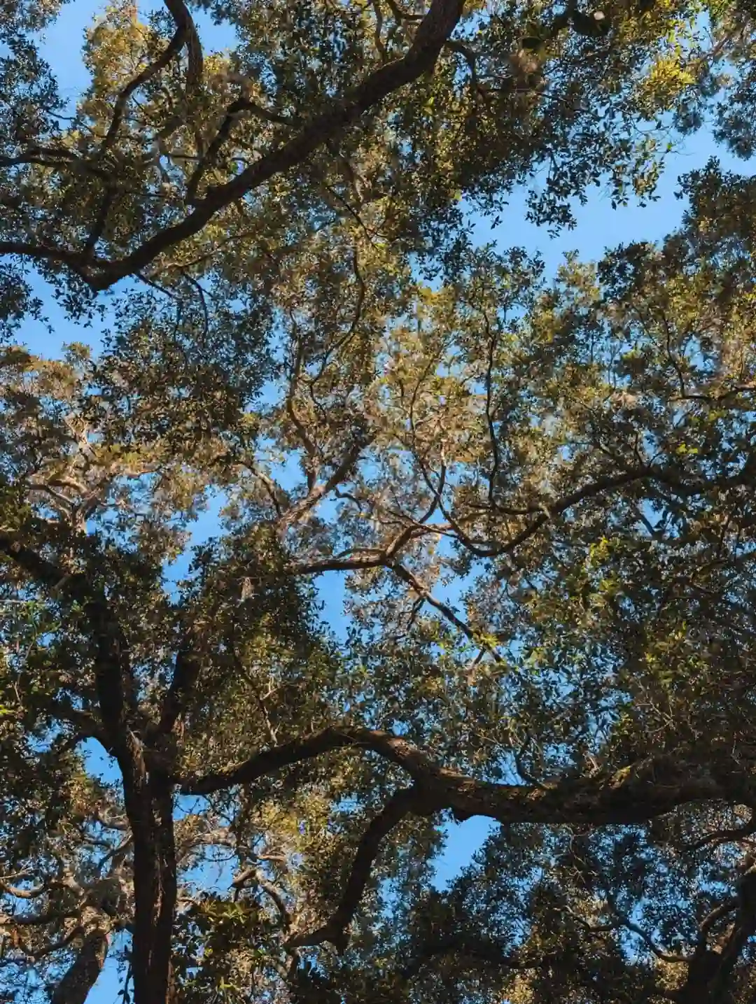 Looking up through a mature live oak canopy hung with Spanish moss