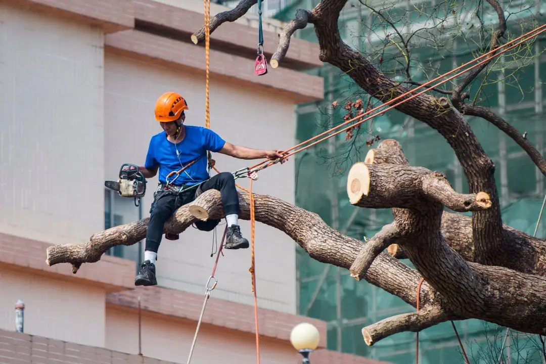 An arborist sitting out on a limb in a harness with a chainsaw and rigging lines