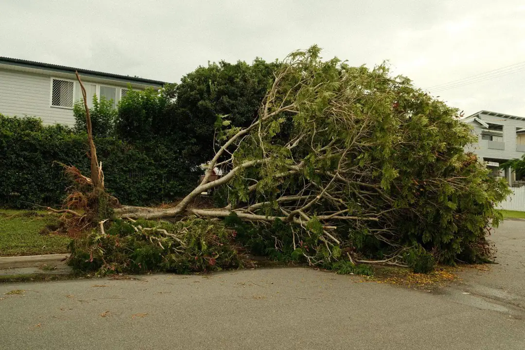A tree uprooted across a residential street after a storm