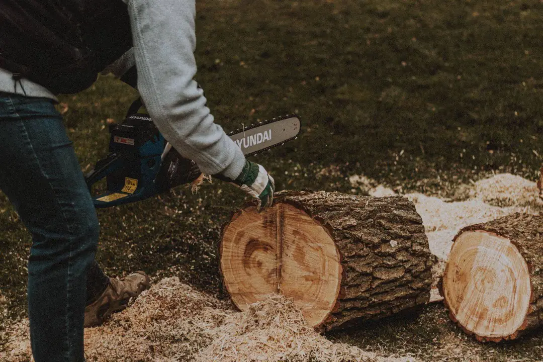 Trunk rounds bucked on the lawn with the sawdust still lying around them