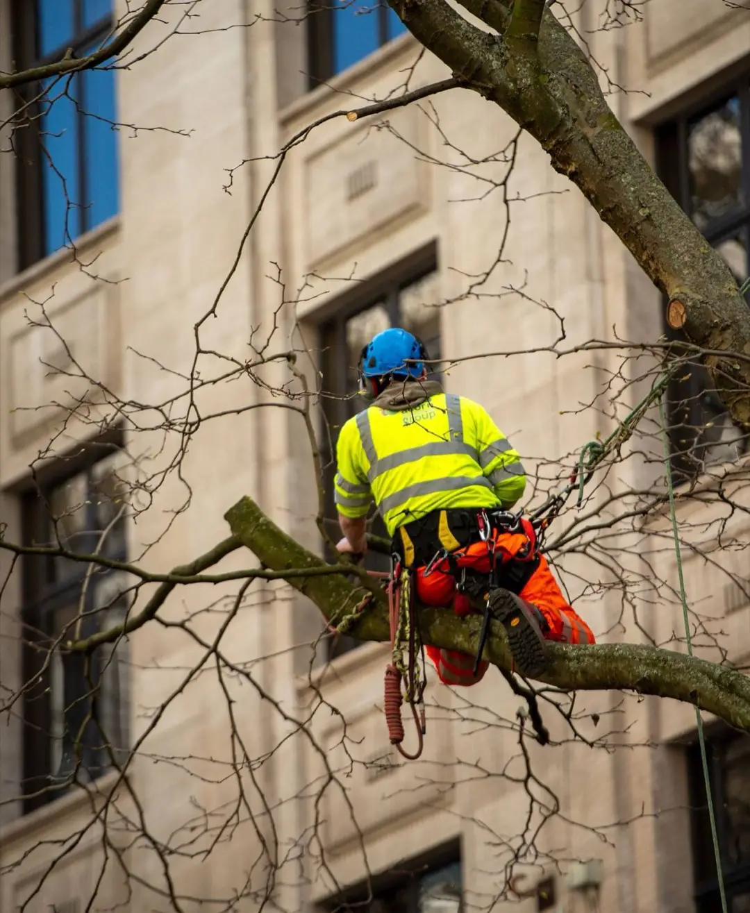 An arborist in harness working out along a limb above a building